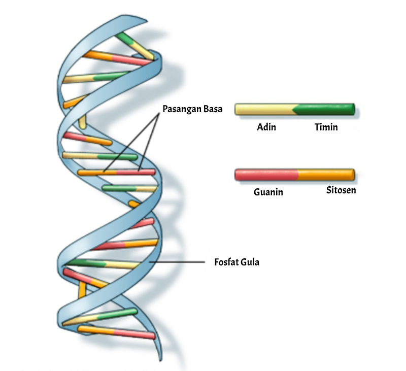 Bentuk struktur DNA Helikx ganda di Nukleutida