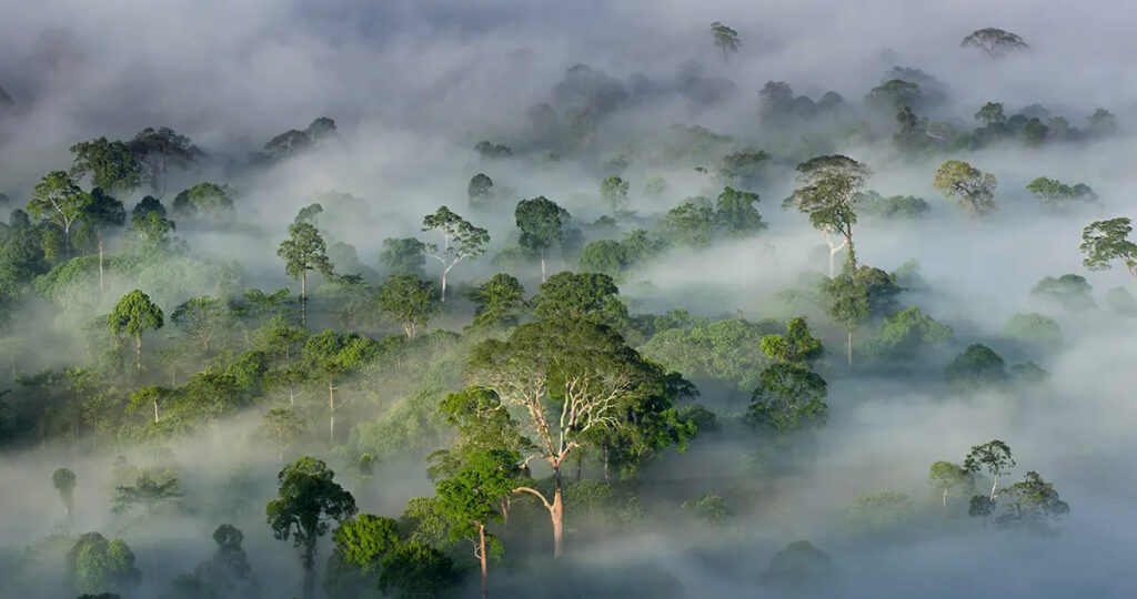Hutan-Hujan-Tropis