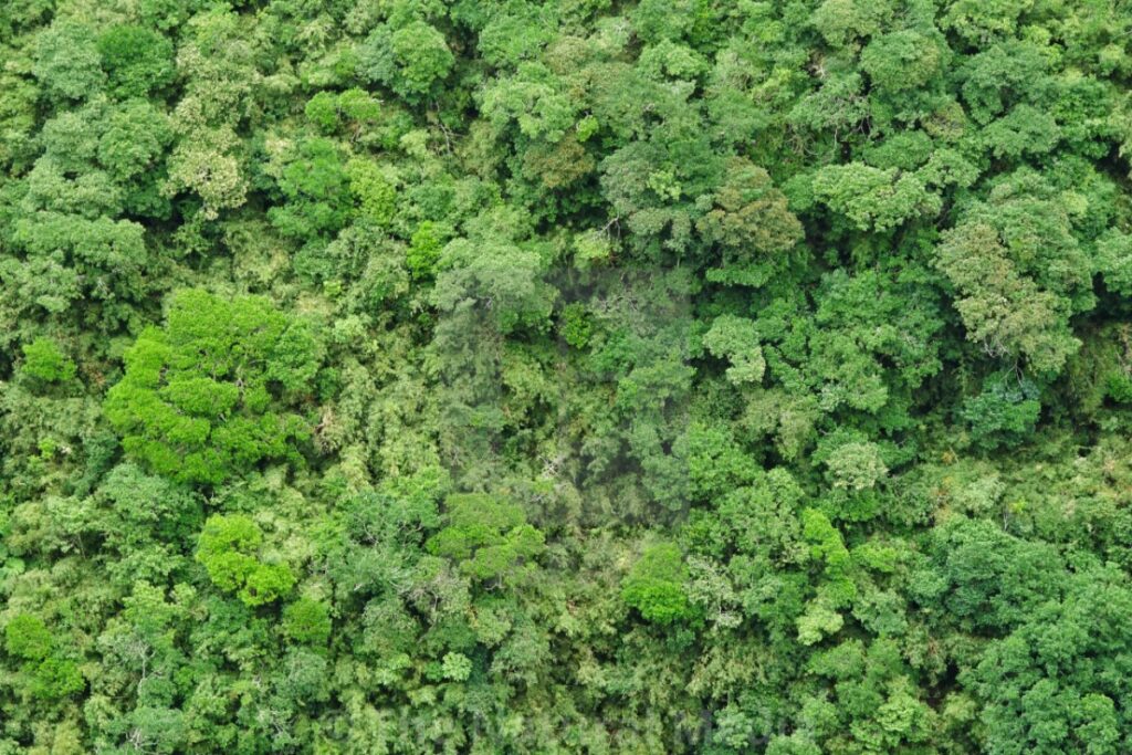 Kanopi permukaan Hutan Anti Pemanasan Global