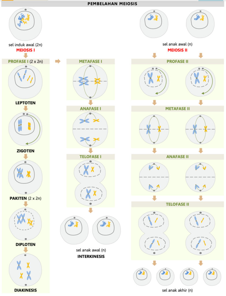 Detail tahapan Pembelajaran Secara Profase Metafase anafase dan telofase