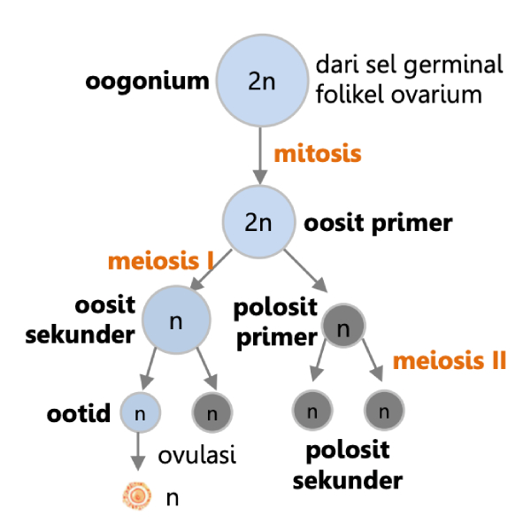Ilustrasi Tahapan Oogensis pemebalahan sel telur