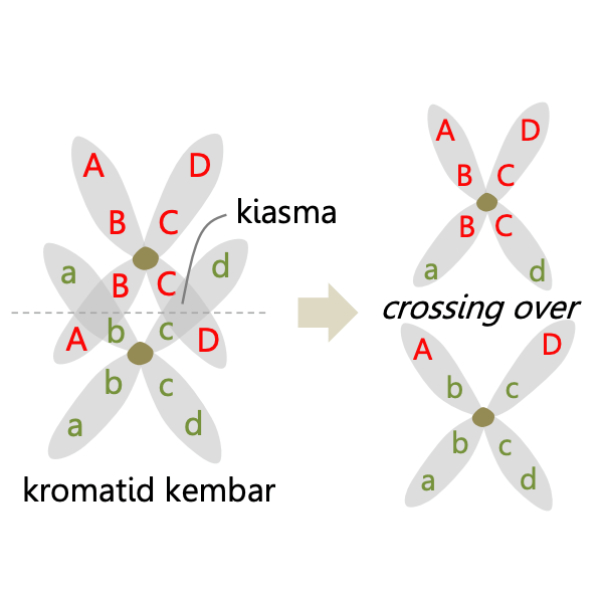 Ilustrasi crossing over kiasma kormatid kembar