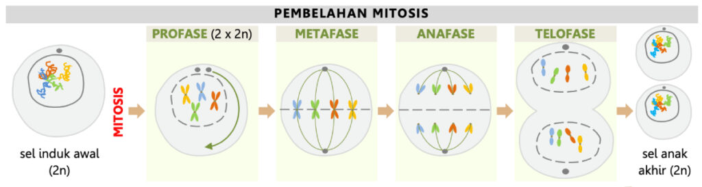 Tahapan Pembelajaran Mitosis Rangkuman Materi Bilogi