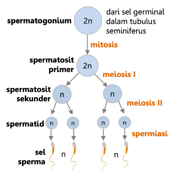 Tahapan Spermatogenesis