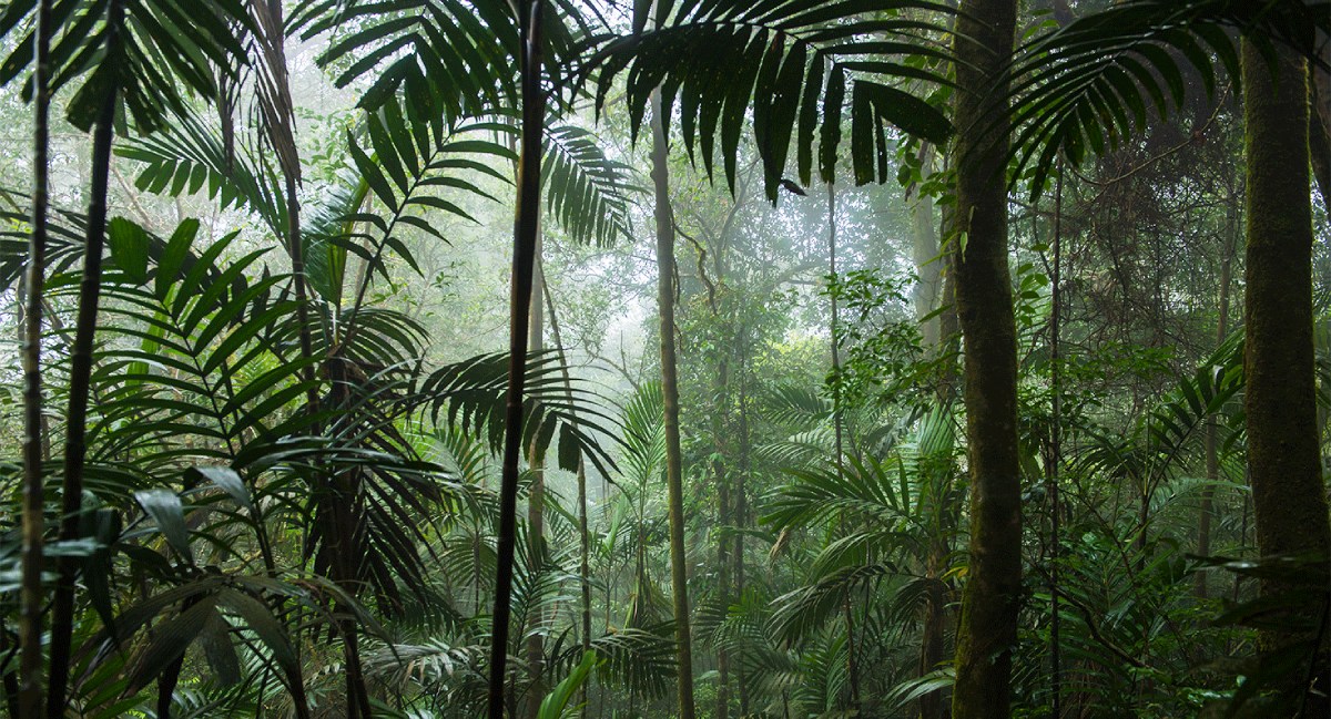 Suasana Hutan Hujan Tropis
