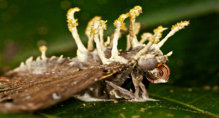 Ngengat Mati terinfeksi Jamur Zombie Cordyceps