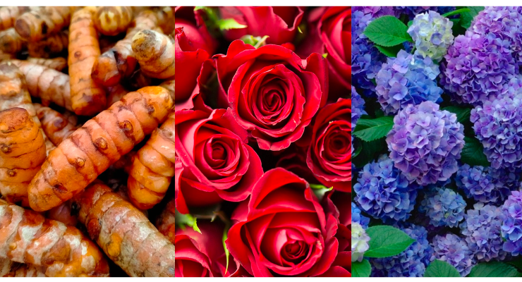 Indikator Alami Asam Basa dengan Kunyit Mawar Bunga Kembang Seribu Praktikum Kimia