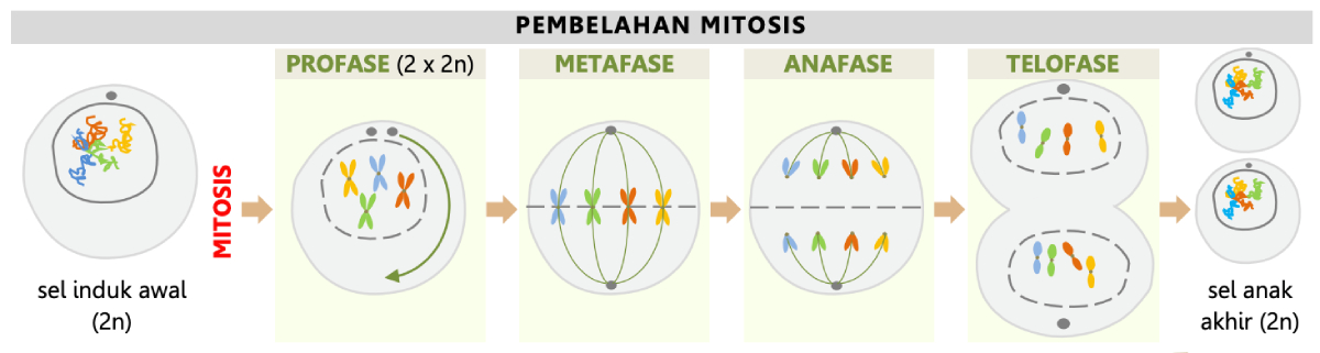 Rangkuman Pembelahan Sel